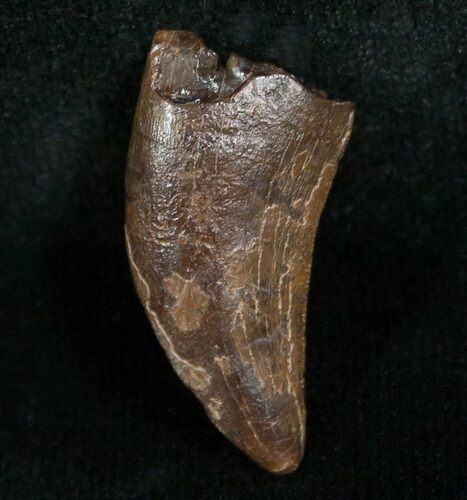 Inch Nanotyrannus Tooth - South Dakota #4543